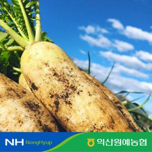 [익산원예농협] 맛 좋은 직접선별 단단한 아삭아삭 제철 무 특품 5kg