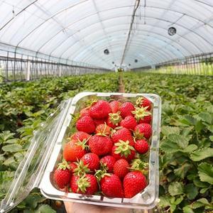 새벽수확 논산 생딸기750g(특/20~30과)