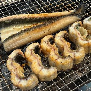 자포니카 국내산 고창 대왕 민물장어 1kg 손질 후 700g