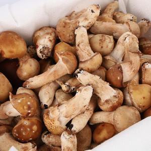 [품질보장]무농약 참송이버섯 500g (1등급)