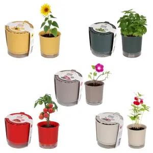 저면관수화분 식물기르기 올인원 화분 세트/키우기/실내/미니/재배/키트/유치원/학교/학생