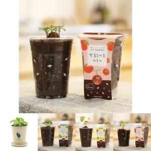방울토마토 씨앗심기 씨드볼 미니화분 흙 패키지/관찰/교육/반려/식물/키우기/베란다꽃/베란다용/수업용
