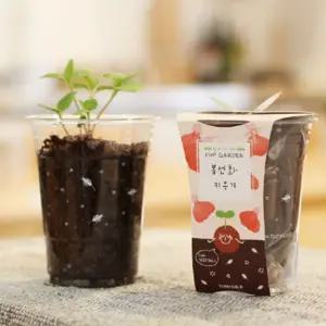 봉선화 씨앗심기 씨드볼 미니화분 흙 패키지/반려/식물/키우기/베란다꽃/베란다용/수업용/기르기/실내꽃