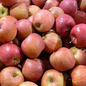 못난이 중에 이쁜이 주스용 사과 부사10KG내외