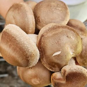 국내산 실속형 못난이 표고버섯 4kg