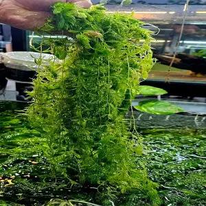 붕어마름 마츠모 수초 은신처