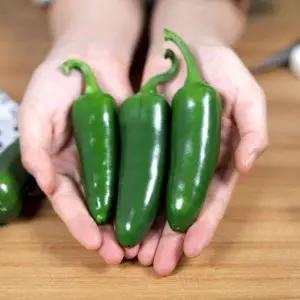 [철따라농산물]강원도 햇 할라피뇨 1kg