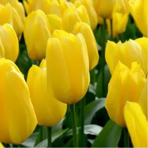 튤립 구근 카락테르 1구(둘레 12cm 이상) (10개)