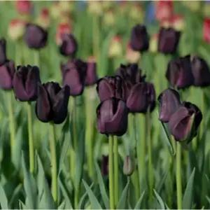 튤립 구근 폴 쉐러 1구(둘레 12cm 이상) (10개)