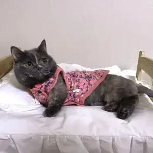 고양이 강아지 할매 김장조끼 블루 핑크색 S에서 3XL (WFJYIHX)