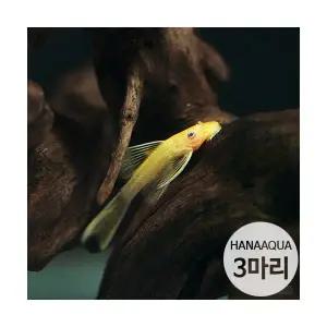 안시 롱핀 (3마리)