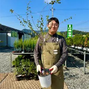 다목농원 장미조팝 1m 이상 포트묘