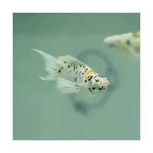 [주니멀열대어][난태생 보석눈몰리 ] 마블 블루아이 몰리 1쌍관상어