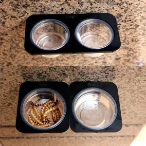 [콩심팥심]먹이그릇 음식 물 먹이 그릇 곤충 거미 접시