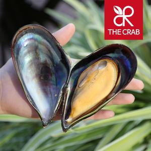 제철 자연산 섭 홍합 담치 1kg 홍합탕