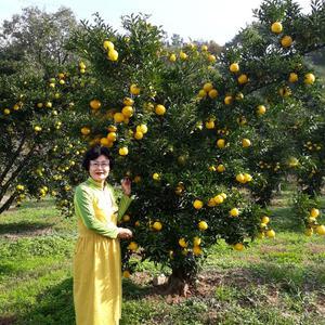 2025년 고흥 햇 유자 생과 5kg,10kg