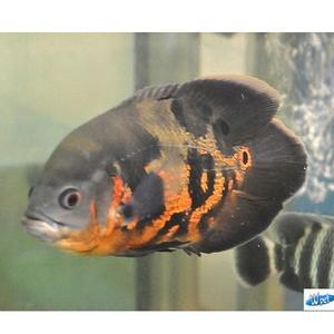 [신세계수족관] 레드 타이거 오스카 7cm 1마리