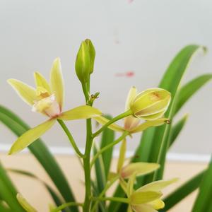 [소나무길] 은은한 매력의 동양난 대국  229