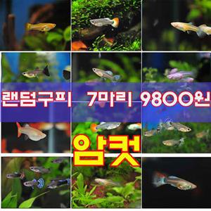 [랜덤구피] 시리즈 암컷 7마리 열대어