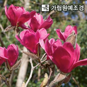 목련나무 개화주분묘 백목련 불칸 제니 목련 가림원예조경