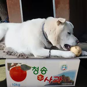 청송사과농장 10kg 주왕산 과수원직판 햇부사  꿀사과 못난이 가정용흠과