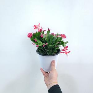 플랜테리어 거실화분 레드게발선인장 붉은색 중품 꽃이피는 선인장 20-40cm 89