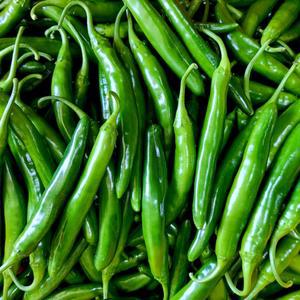 국산 미인풋고추 미인고추 풋고추 아삭이 1kg