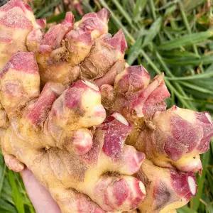 [홍팜] 경북 영주 흙 햇생강 1kg 특품