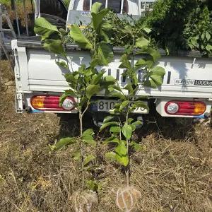 [나무생각]착한가격 나무생각 / 사계 적목련 / 제니목련 / 3년생 / 개화주