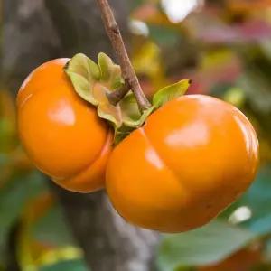 태추 단감나무 R3점 전후 결실주 감나무 태추단감 묘목 (목하원예조경)