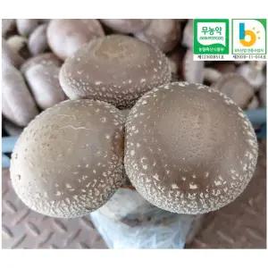 표고버섯 키우기 재배 키트 6개 국내산 무농약 참나무 표고버섯 배지 종균 일체형