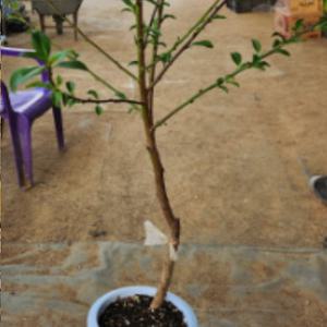 황도복숭아묘목(접목2년생)(화분) 1그루 hy053