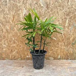 서황금 중대형 무늬관음죽 실내 공기정화식물 관엽식물