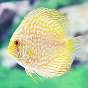 [서진열대어도매직판장] 디스커스 -피죤 옐로 7cm 1마리