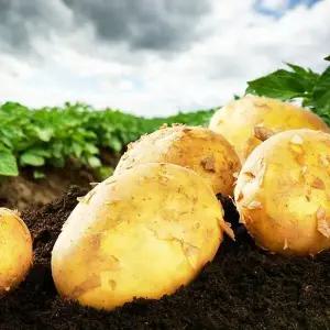 [농담] 국내산 포슬포슬 수미감자 특대 10kg