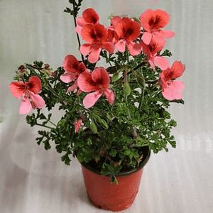 제라늄 랜디 오렌지투톤 연중개화 다년생 야생화 관엽식물 A10