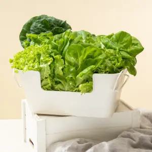 [내일도착] (기간행사) 당일수확 리브팜 유러피안 샐러드 상추 채소 모음 1.6kg