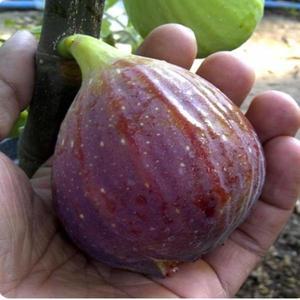 무화과나무(승정도후인)삽목2년(2주묶음)유실수/묘목/A0054