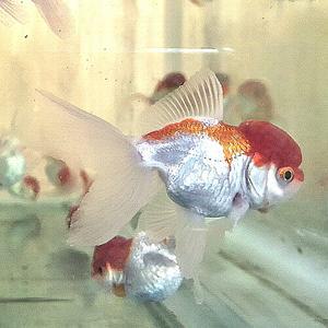 [신세계수족관] 홍백 오란다 롱 테일 6~7cm 1마리