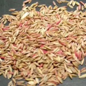 켄터키블루그라스) 양잔디씨앗 20kg lt25