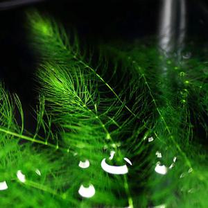 [AD] 완벽 검역 무균 붕어마름 10줄기 (달팽이 알 100% 제로) 음성수초 어항 초보 구피 베타