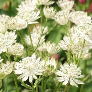아스트란티아 화이트 꽃모종 노지월동 다년초 야생화 여름꽃 키우기 B01