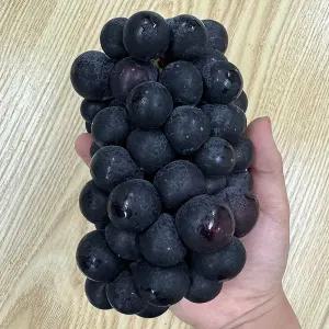 특품 영천 김천 거봉 포도 2kg 3수입 김천포도 논산포도 햇포도 씨없는포도 왕포도 적포도 햇포도