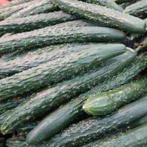 국내산 경남 못난이 가시오이 10kg