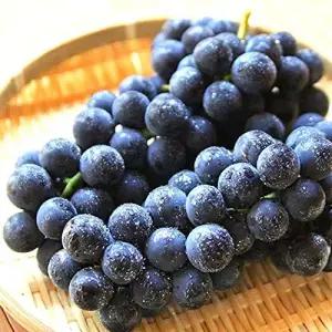 국내산 씨있는포도 캠벨포도 당도높은 캠벨얼리 2kg(5-8수)