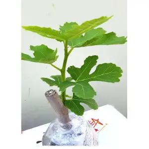 무화과묘목1년생직경12mm3주 바나네 청무화과