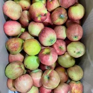 문경 청송 경북사과 홍로 부사 사과 못난이 쥬스용 10kg