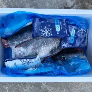 동해안 참다랑어 생물 통참치 원물 손칠참치 참치회 필렛 통참다랑어