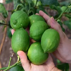 제주 그린 청레몬 1.5kg 내외 1박스 국내산 팬시 레몬 GAP 무왁스 무방부제