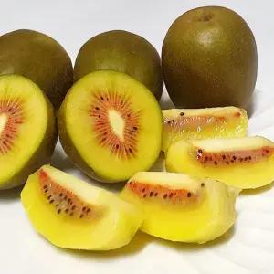 제주 레드키위 홍다래 특대과 점보키위 3kg (19~26과) 고당도 참다래